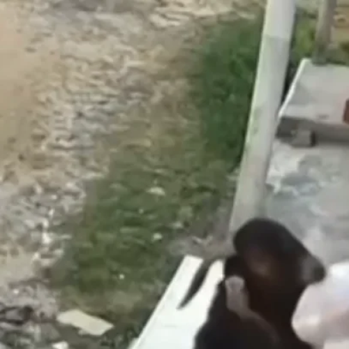 “Gangue de cabras” volta a atacar e furta pães deixados em portas de casas