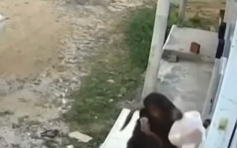 “Gangue de cabras” volta a atacar e furta pães deixados em portas de casas