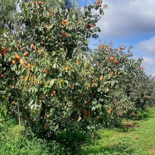Clima reduz produção de caqui no sul de Minas