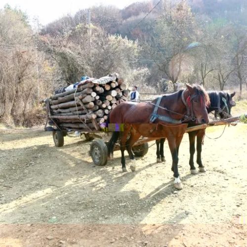 Comissão da Câmara aprova projeto que proíbe uso de animais para transporte de carga ou veículo