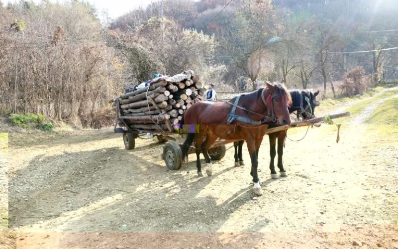 Comissão da Câmara aprova projeto que proíbe uso de animais para transporte de carga ou veículo