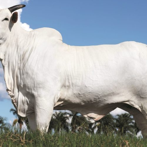 Vaca nelore bate recorde mundial de preço ao atingir R$ 54 milhões