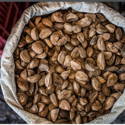 Brasil abre mercado de castanha-do-Brasil para Turquia