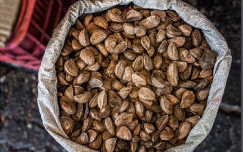 Brasil abre mercado de castanha-do-Brasil para Turquia