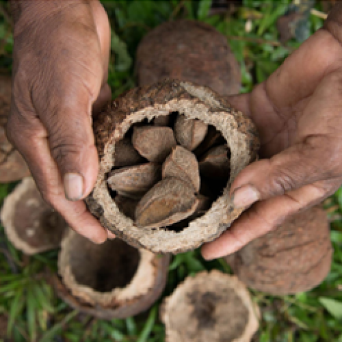 Expectativa é de recuperação na produção de castanhas em 2026