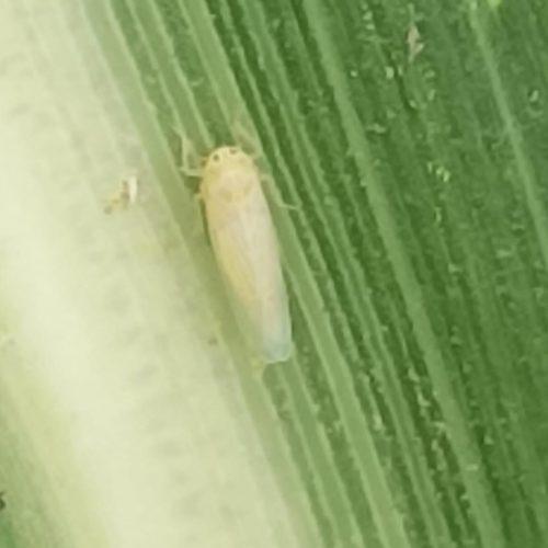 Minas Gerais cria iniciativa para monitorar a cigarrinha-do-milho