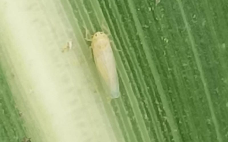 Minas Gerais cria iniciativa para monitorar a cigarrinha-do-milho