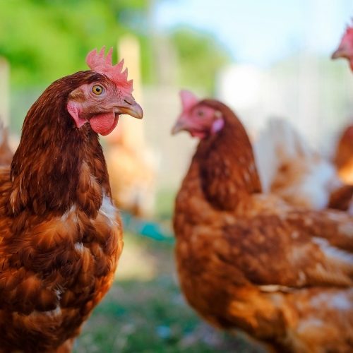 Ceará confirma primeiro foco de gripe aviária em ave doméstica