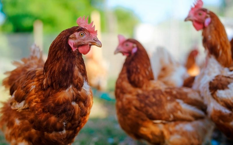 Minas Gerais investiga dois possíveis focos de gripe aviária