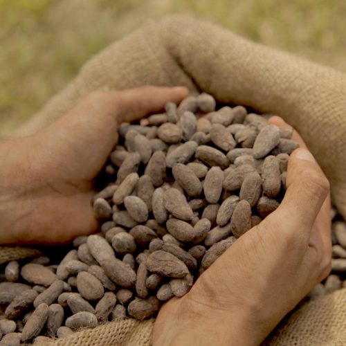 Preço do cacau sobe mais de 4% em Nova York com queda nos estoques