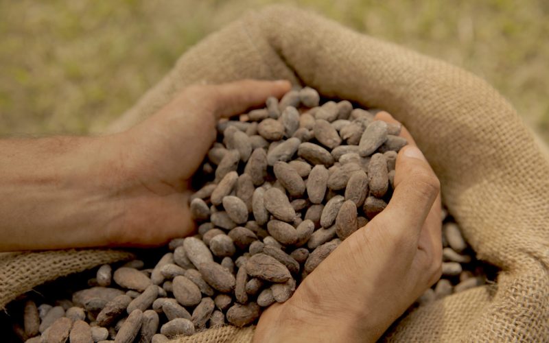 Preço do cacau sobe mais de 4% em Nova York com queda nos estoques