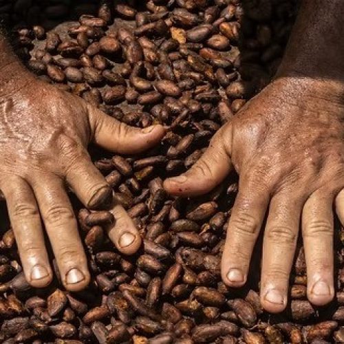 Preços do cacau sobem em meio à queda de demanda e pressão de consumo global