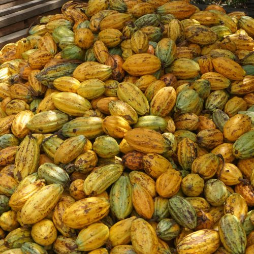 Cacau recua 6% em NY e atinge menor preço em dois anos