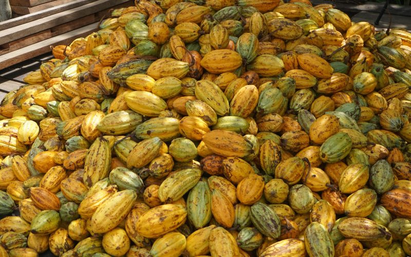 Preço do cacau segue em tendência de queda na bolsa de Nova York