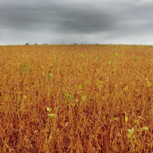 Semana deve começar com chuvas e exige atenção em áreas de soja