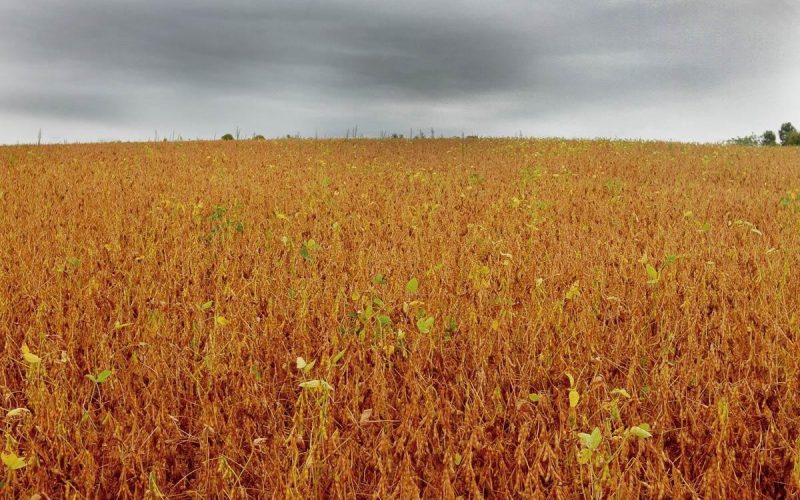 Preço da soja registra nova baixa no mercado brasileiro