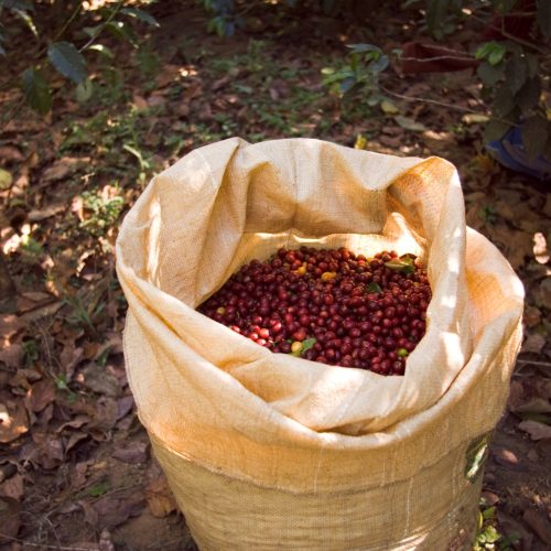 Colheita de café no Brasil avança e puxa queda do preço em Nova York