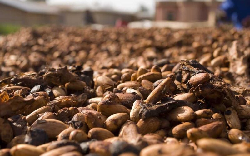 Cacau fecha em alta na bolsa de Nova York