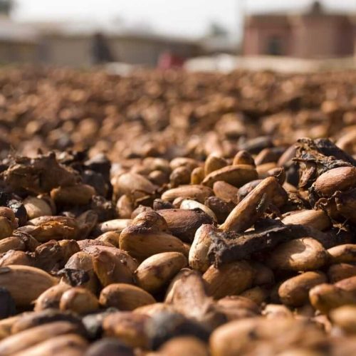Preço do cacau fecha em alta na bolsa de Nova York