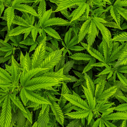 Cultivo de cannabis pode ser liberado no Brasil? Entenda o que está em discussão