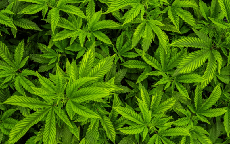 Cultivo de cannabis pode ser liberado no Brasil? Entenda o que está em discussão