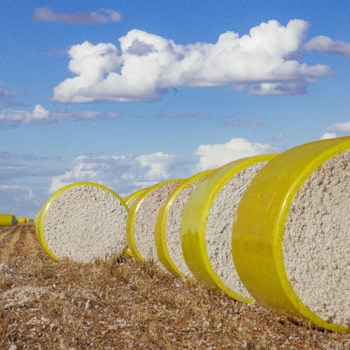 Preço do algodão fica estável com equilíbrio entre oferta e demanda