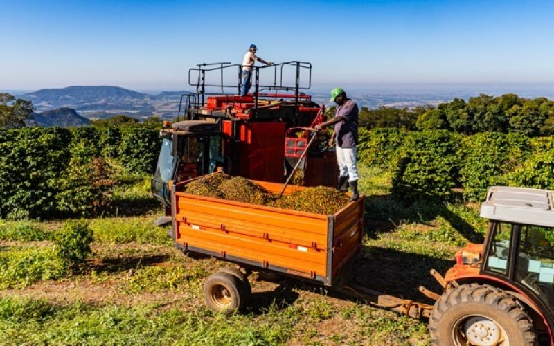 Dia Nacional do Café é comemorado com avanço da colheita no Brasil