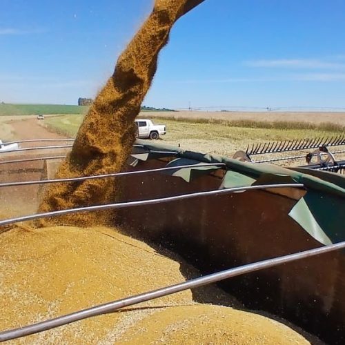 Indústria do RS vai processar carinata e transformá-la em óleo