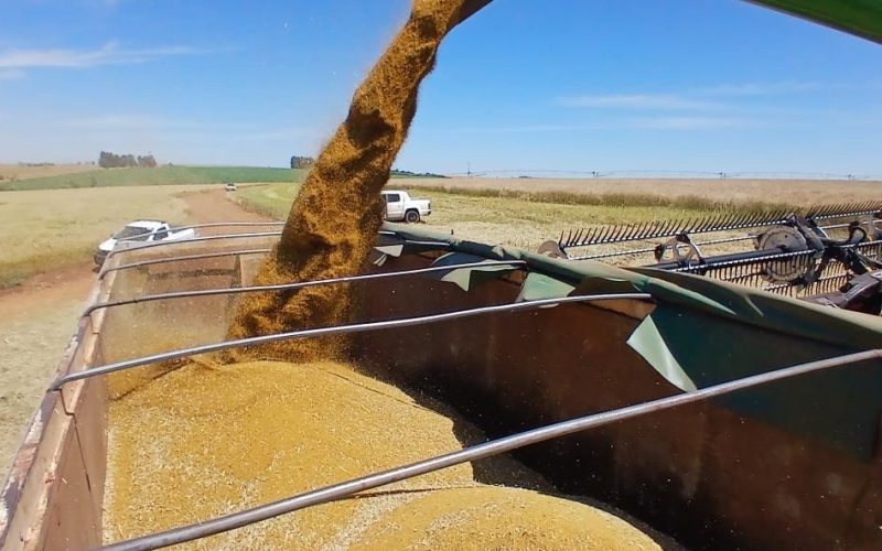 Indústria do RS vai processar carinata e transformá-la em óleo