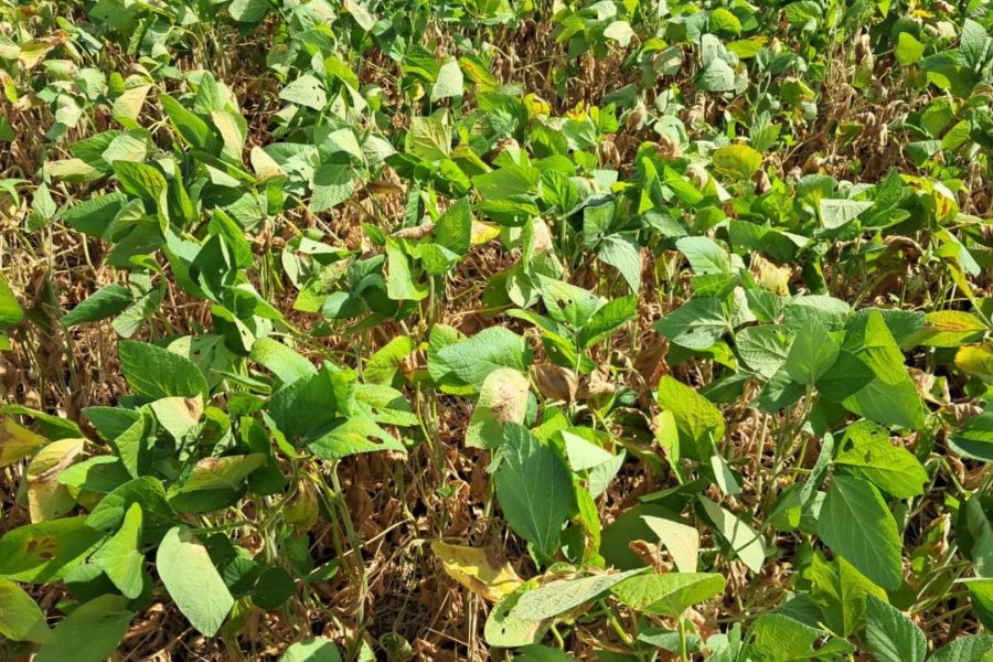 Chuvas irregulares mantêm lavouras de soja sob alerta no Rio Grande do Sul
