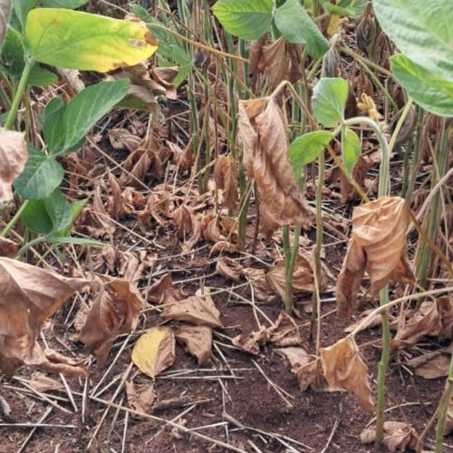 Seguro cobre quase 1 milhão de hectares de soja, mas verba acaba