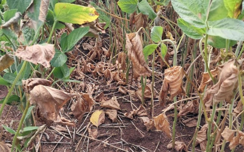 Seguro cobre quase 1 milhão de hectares de soja, mas verba acaba