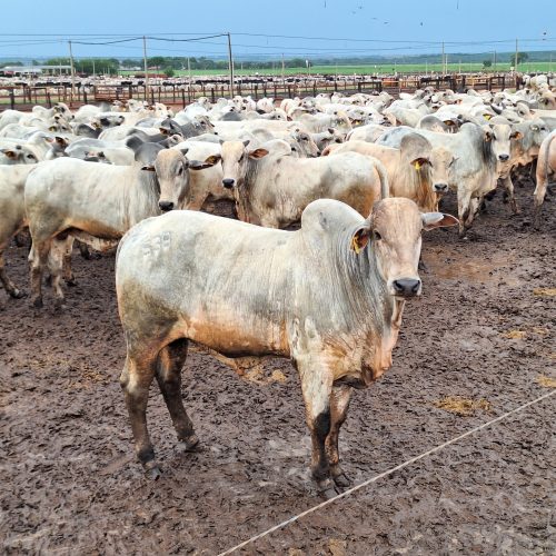 Preço do boi gordo sobe para R$ 340 a arroba em São Paulo