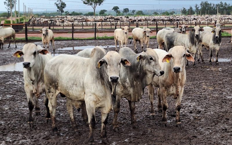 Preço do boi gordo tem mais um dia de estabilidade