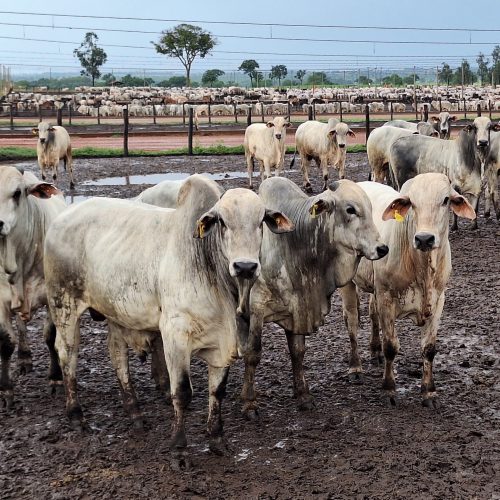 Preço do boi gordo atinge recorde no Estado de São Paulo