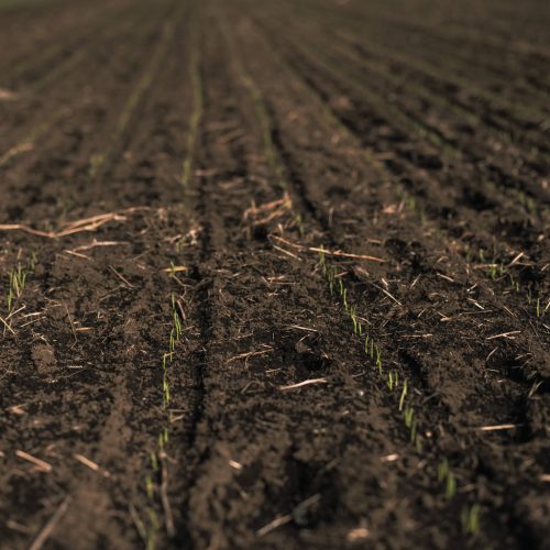 Adesão ao Raiz foi satisfatória e novos países devem entrar, diz Agroícone, parceira técnica do programa