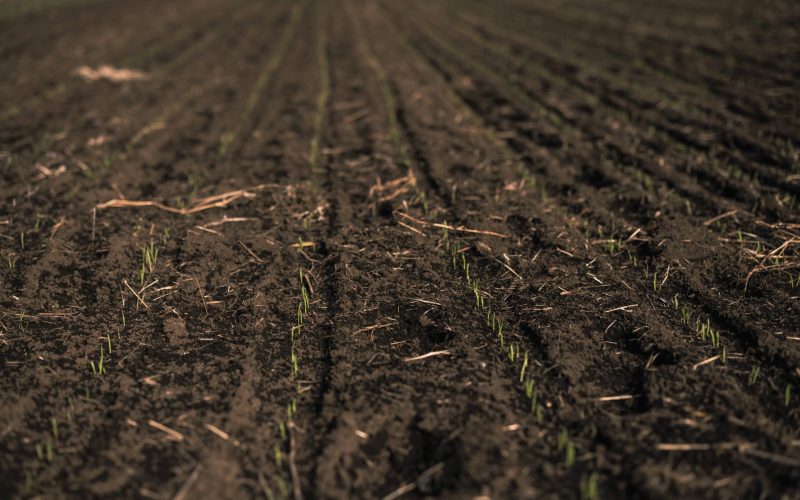 Adesão ao Raiz foi satisfatória e novos países devem entrar, diz Agroícone, parceira técnica do programa