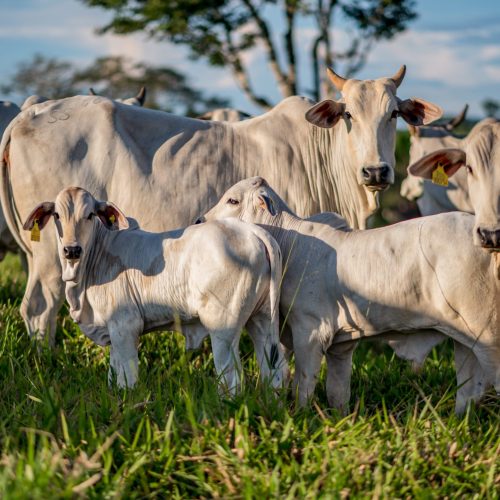 Preço do boi gordo encerra a semana com estabilidade após altas