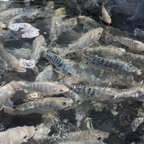 Piscicultura brasileira viveu altos e baixos em 2025, diz associação