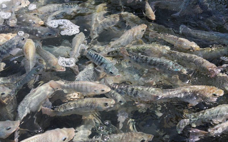 Piscicultura brasileira viveu altos e baixos em 2025, diz associação