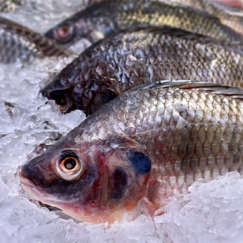 Tarifaço deixa produtores de mel e de pescado em situação delicada; entenda