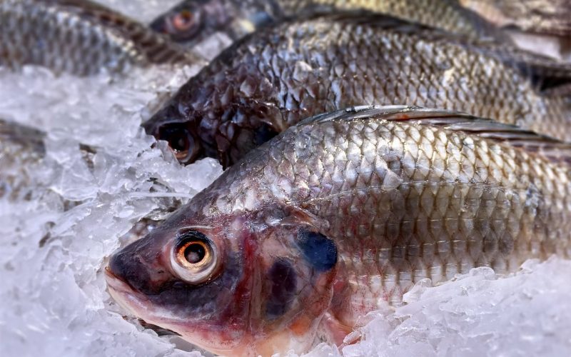 Tarifaço deixa produtores de mel e de pescado em situação delicada; entenda