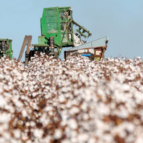 Preços do algodão continuam em baixa e produtores priorizam embarques de contratos a termo