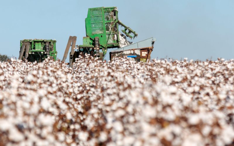 Preços do algodão continuam em baixa e produtores priorizam embarques de contratos a termo