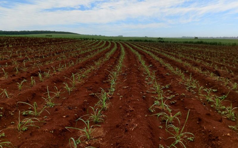 CTC elevou lucro em 37,5% e anuncia dividendos de R$ 50 milhões