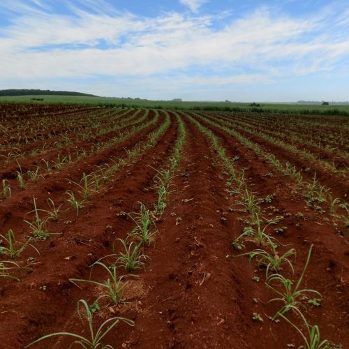 CTC tem lucro recorde na safra e avança em lançamentos