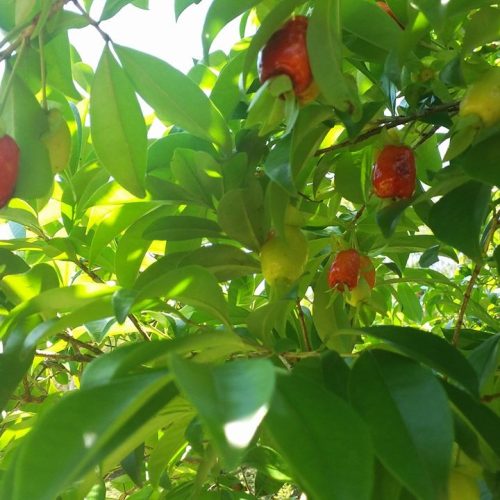 Já provou? Cereja-do-rio-grande produz frutos saborosos para consumo
