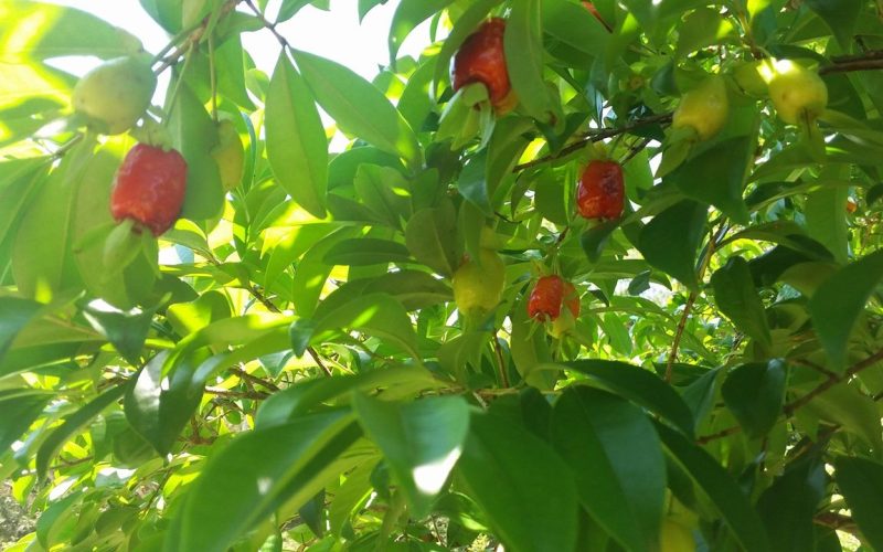 Já provou? Cereja-do-rio-grande produz frutos saborosos para consumo