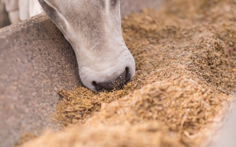Produção de ração animal deve crescer 3% em 2025