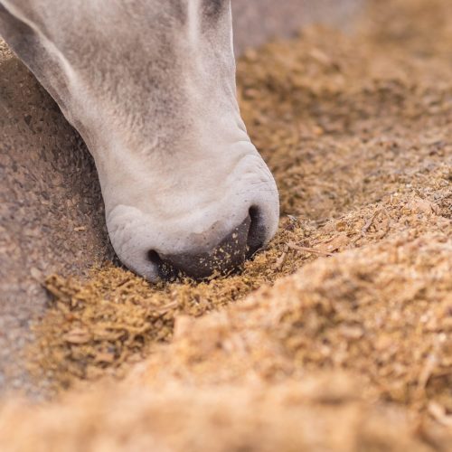 Auster, de ingredientes para ração, investe R$ 20 milhões para aumentar produção